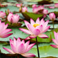 35 Pcs Mix Bowl Lotus Seeds, Water Lilys Flower Plant, Lotus Seeds for Planting Water Features Fresh Garden Seeds Non GMO Indoor and Outdoor