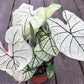 Dwarf Candidum Jr Caladium Bulb - Fancy Leaf Caladium - 1 Caladium Root