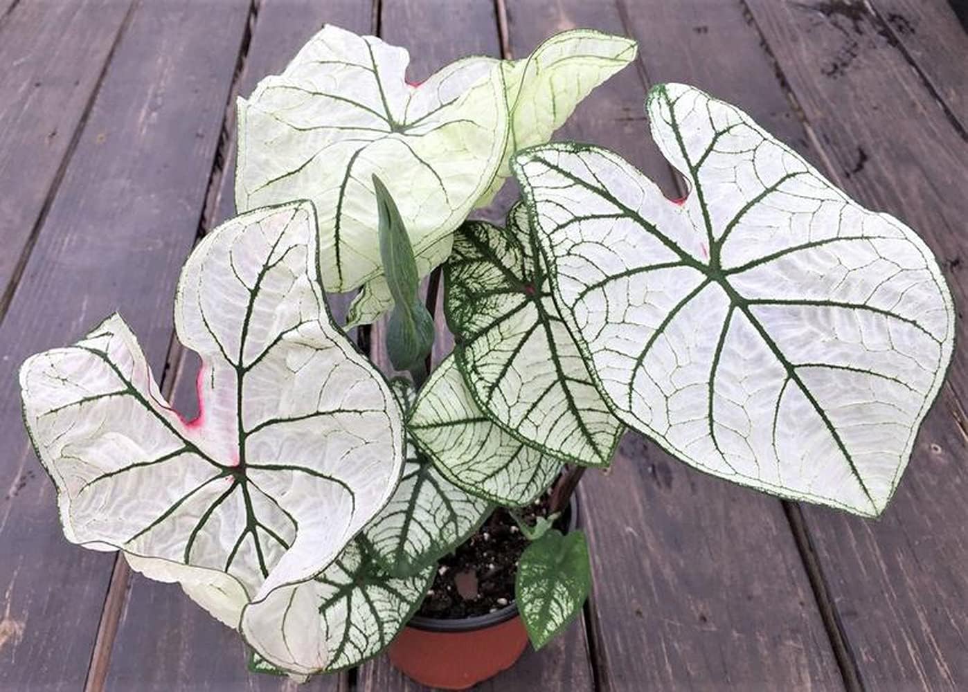 Dwarf Candidum Jr Caladium Bulb - Fancy Leaf Caladium - 1 Caladium Root