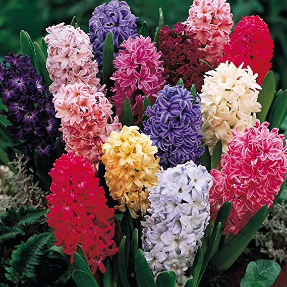 Seedsplant Hyacinth Bulbs Blooms Species Growing Bonsai Roots Rhizomes Corms Tubers Potted Planting Reblooming Fragrant Garden Flower Seeds Plant Gardening