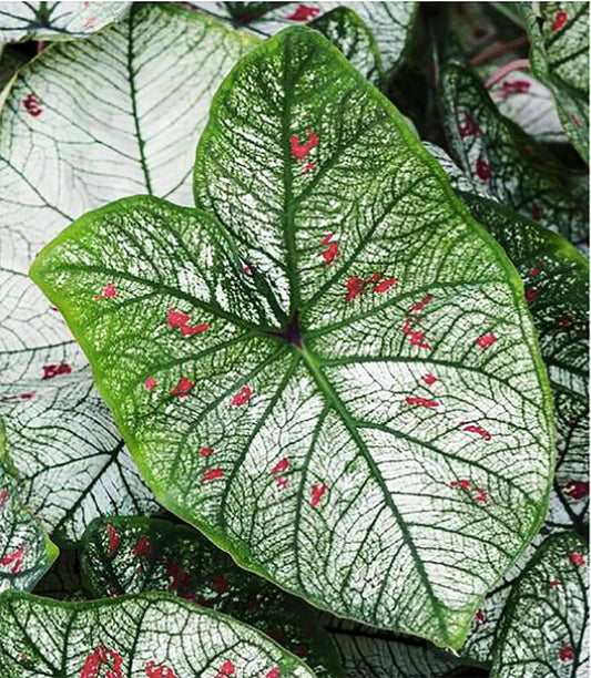 Strawberry Star Caladium - Top Size Roots - Green, White with Red Marks - One Giant Caladium Bulbs for Vibrant Foliage - Zones 9-11 - Caladium Plants, Perfect for Garden or Pots