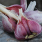 Chesnok Red Garlic, 2 Nice Bulbs. Great for Fall Planting! Non GMO garlic seeds for planting