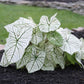 Dwarf Candidum Jr Caladium Bulb - Fancy Leaf Caladium - 1 Caladium Root