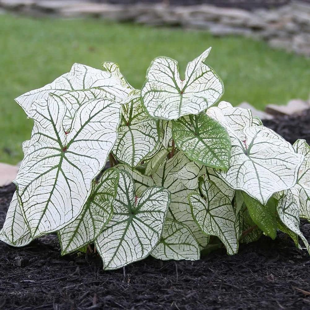 Dwarf Candidum Jr Caladium Bulb - Fancy Leaf Caladium - 1 Caladium Root