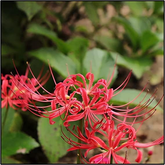 Squamigera Lycoris Spider Lilies Bulbs Radiata Hurricane Lily Cluster Amayllis Growing Bonsai Roots Rhizomes Corms Tubers Potted Planting Reblooming Fragrant Garden Species Blooms Flower Seeds Plant Gardening