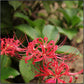 Squamigera Lycoris Spider Lilies Bulbs Radiata Hurricane Lily Cluster Amayllis Growing Bonsai Roots Rhizomes Corms Tubers Potted Planting Reblooming Fragrant Garden Species Blooms Flower Seeds Plant Gardening