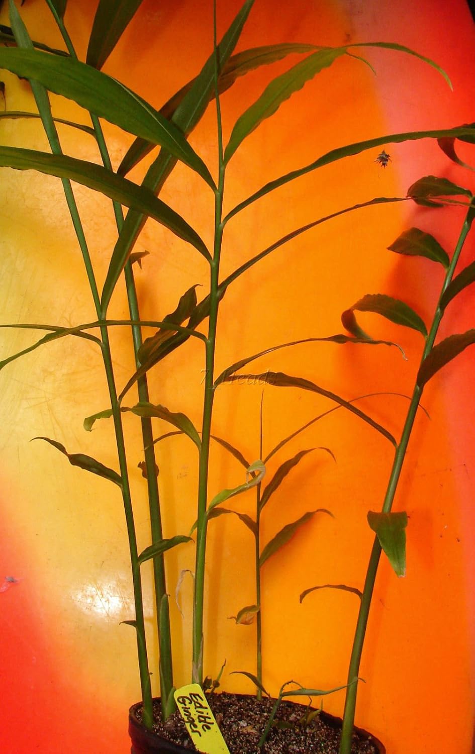Live 10 Rhizomes of Edible Ginger Roots Zingiber Zingiber Officinale for Growing Over 1/2 LB.