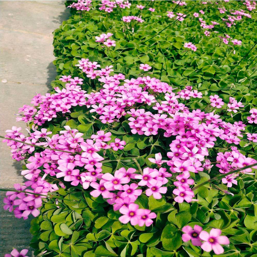 Seedsplant A0123 Oxalis Bulbs Wood Sorrel Shamrock Perennial Growing Bonsai Roots Rhizomes Corms Tubers Potted Planting Reblooming Fragrant Garden Species Blooms Flower Seeds Plant Gardening