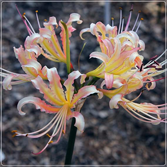 Beautiful Lycoris Spider Lilies Bulbs Radiata Hurricane Lily Cluster Amayllis Growing Bonsai Roots Rhizomes Corms Tubers Potted Planting Reblooming Fragrant Garden Species Blooms Flower Seeds Plant Gardening