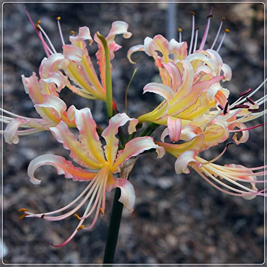Beautiful Lycoris Spider Lilies Bulbs Radiata Hurricane Lily Cluster Amayllis Growing Bonsai Roots Rhizomes Corms Tubers Potted Planting Reblooming Fragrant Garden Species Blooms Flower Seeds Plant Gardening