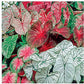 5 Large Caladium Mixed Colors Bulbs - Bare Root - Vibrant Caladiums for Garden and Pots - Hardy in Zones 9-11 - Colorful Caladium Plants for Shaded Areas