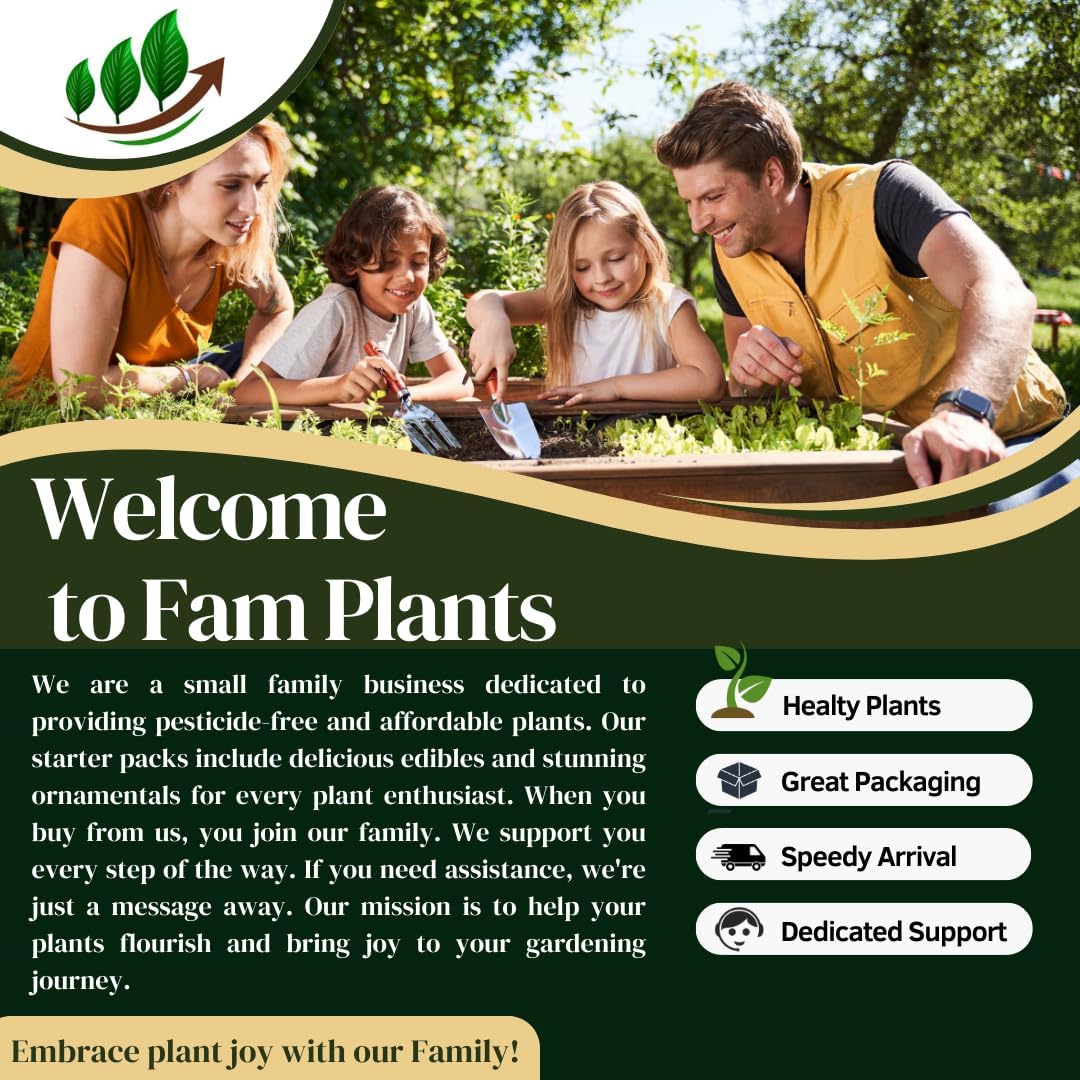 Elephant Ear Plants | Black Magic | (4-Pack) Easy-to-Grow Live Colocasia Plants, Perfect for Indoor/Outdoor Gardens, 3-8 inches Height