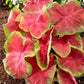 3 Freida Hemple Caladium Bulbs for Planting - Perennial Hosta, Elephant Ears, Fancy (3 Bulbs)