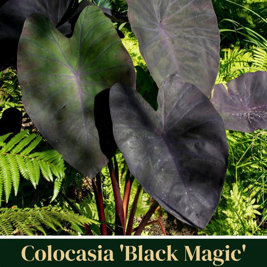 Elephant Ear Plants | Black Magic | (4-Pack) Easy-to-Grow Live Colocasia Plants, Perfect for Indoor/Outdoor Gardens, 3-8 inches Height