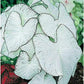 Fancy Leaf Caladium Bulbs - Moonlight Variety - Giant Caladium Plants for Stunning Garden Display - One Large Size Root for Zones 9-11, Ideal for Bulk Planting & Landscaping