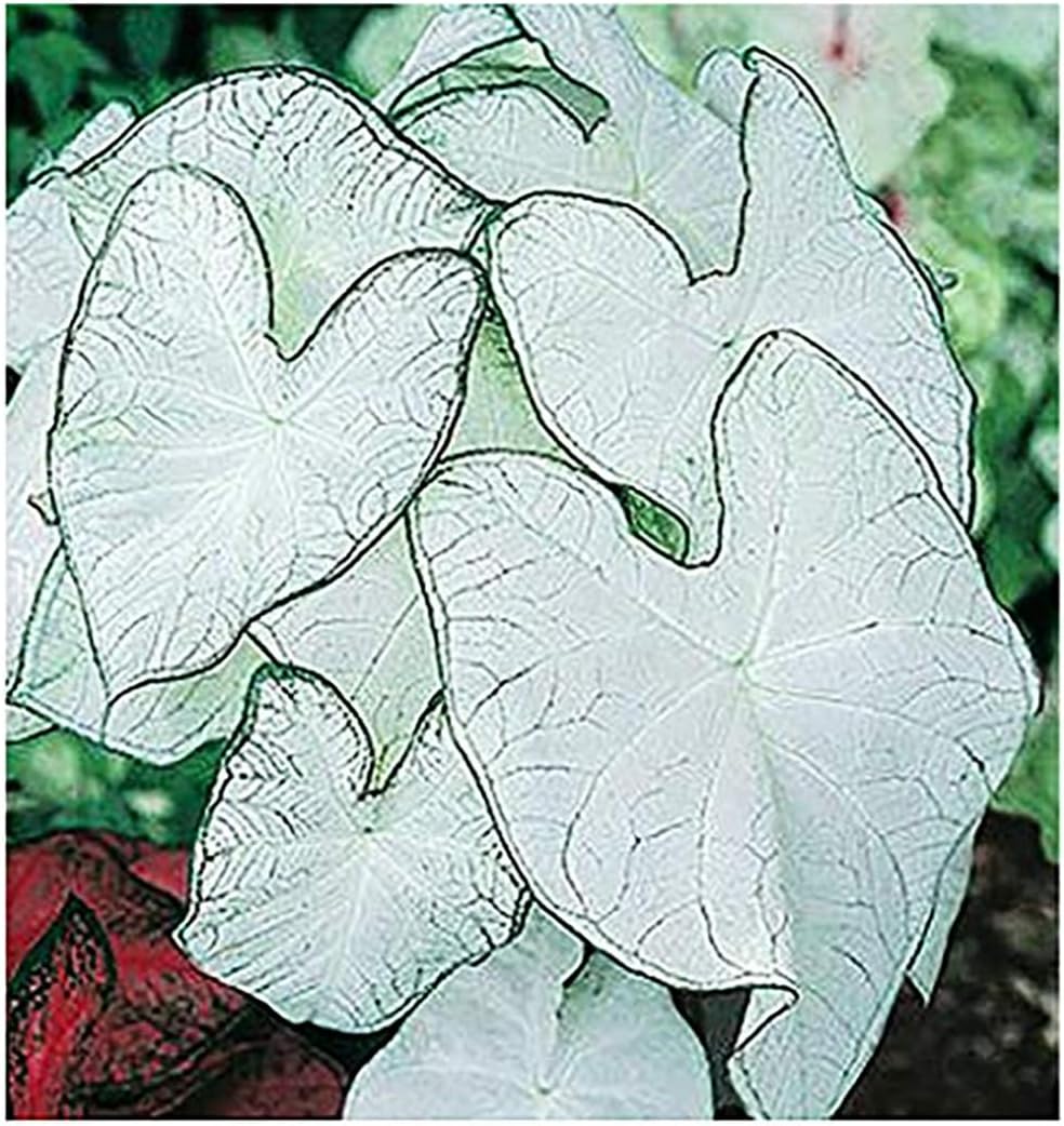 Fancy Leaf Caladium Bulbs - Moonlight Variety - Giant Caladium Plants for Stunning Garden Display - One Large Size Root for Zones 9-11, Ideal for Bulk Planting & Landscaping