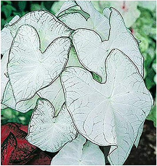 Fancy Leaf Caladium Bulbs - Moonlight Variety - Giant Caladium Plants for Stunning Garden Display - One Large Size Root for Zones 9-11, Ideal for Bulk Planting & Landscaping