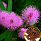 Flowers Sensitive Plant Pink (Mimosa) - 25 Seeds