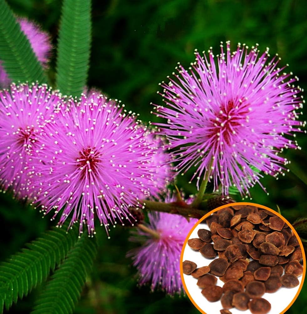 Flowers Sensitive Plant Pink (Mimosa) - 25 Seeds