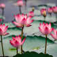 35 Pcs Mix Bowl Lotus Seeds, Water Lilys Flower Plant, Lotus Seeds for Planting Water Features Fresh Garden Seeds Non GMO Indoor and Outdoor