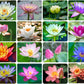 30PCS Bowl Lotus Seeds Bonsai Lotus Seeds for Planting Water Lily Flower Aquatic Plants Seeds Pond Plants Non GMO Home Garden Plant Seeds Flowering Aquatic Bonsai Plant (Nelumbo)