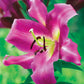 Purple Lady Lily Tree
