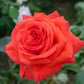 Salita Rose Plant Seedlings Flower Seeds Perennial Growing Bonsai Corms Tubers Potted Planting Reblooming Fragrant Garden Roots Rhizomes Species Blooms Bulbs Gardening Tree
