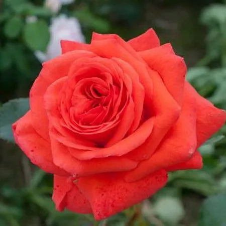 Salita Rose Plant Seedlings Flower Seeds Perennial Growing Bonsai Corms Tubers Potted Planting Reblooming Fragrant Garden Roots Rhizomes Species Blooms Bulbs Gardening Tree