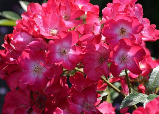 Duc Jean Rose Seedlings Flower Seeds Perennial Growing Bonsai Corms Tubers Potted Planting Reblooming Fragrant Garden Roots Rhizomes Species Blooms Plant Bulbs Gardening Tree