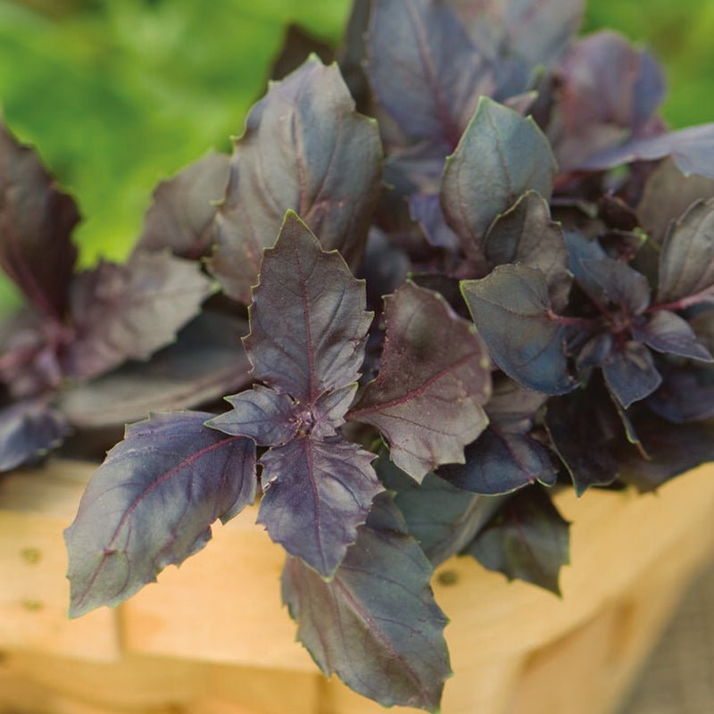 Red Rubin Basil Seed