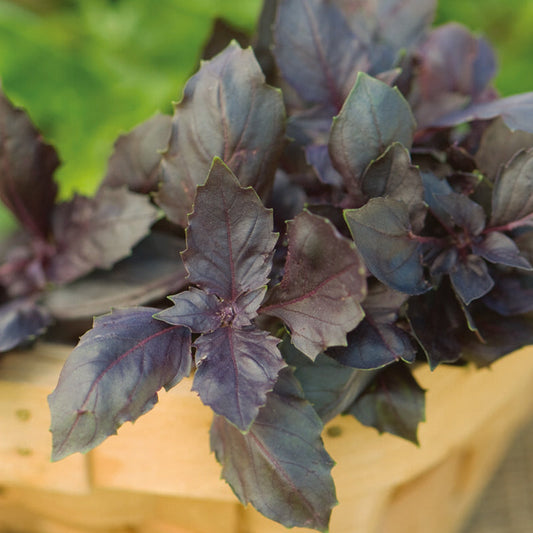 Red Rubin Basil Seed