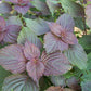Red Rubin Basil Seed
