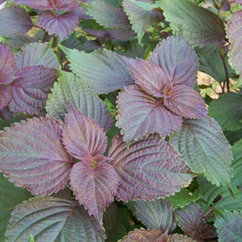 Red Rubin Basil Seed
