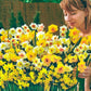 Spectrum Sweet Aroma Daffodil Mixture