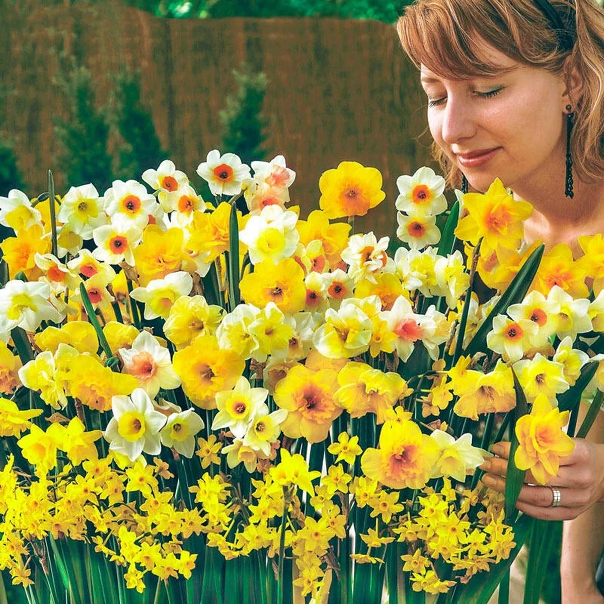 Spectrum Sweet Aroma Daffodil Mixture