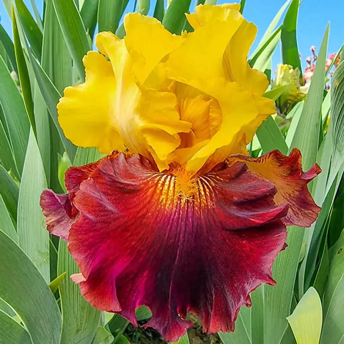 Kathy Chilton Bearded Iris