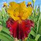 Kathy Chilton Bearded Iris