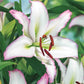 Ben's Oriental Lily Collection