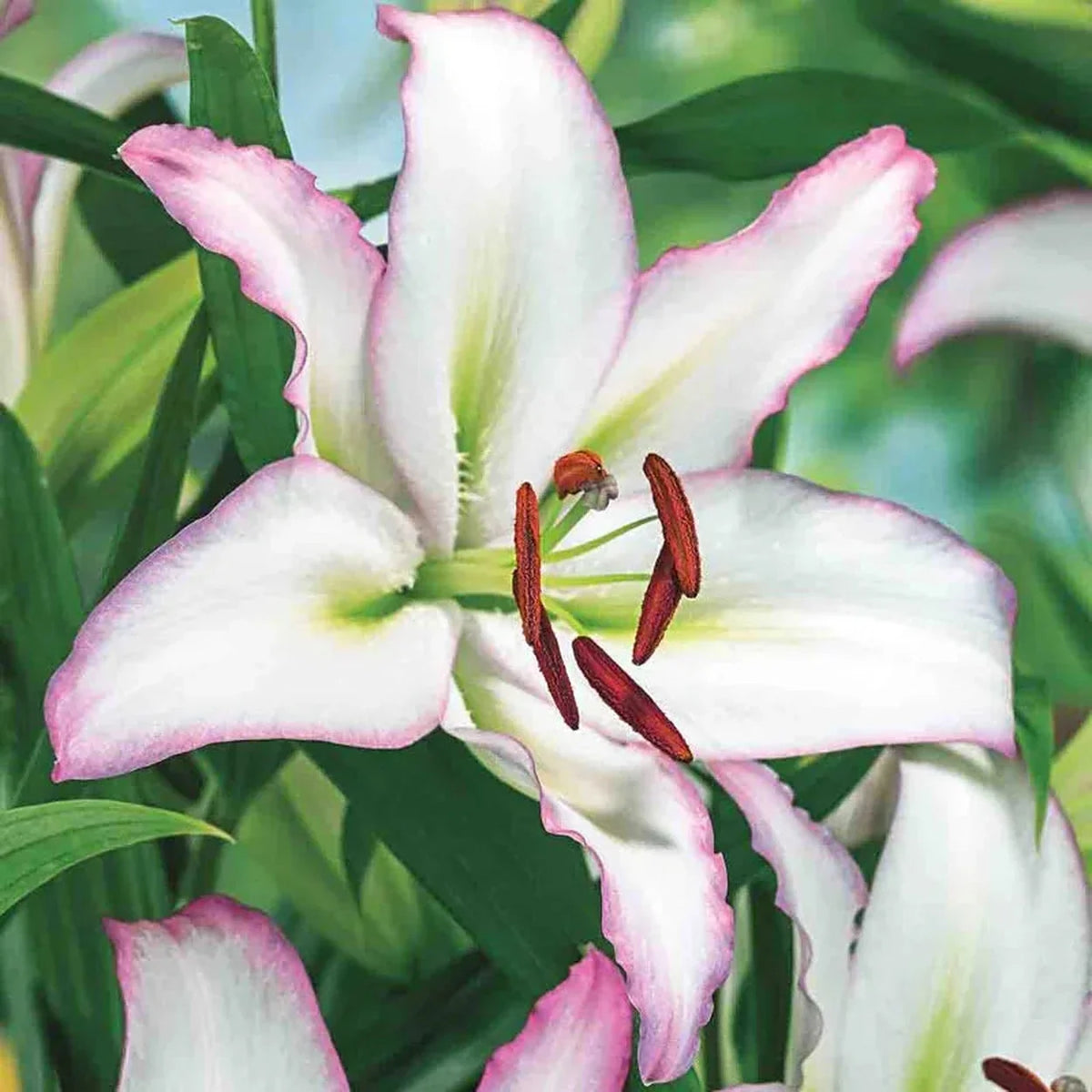 Ben's Oriental Lily Collection