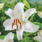 Ben's Oriental Lily Collection