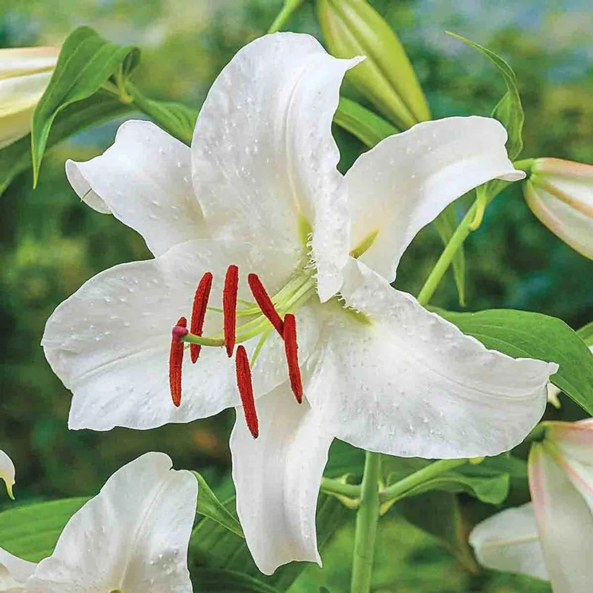 Ben's Oriental Lily Collection