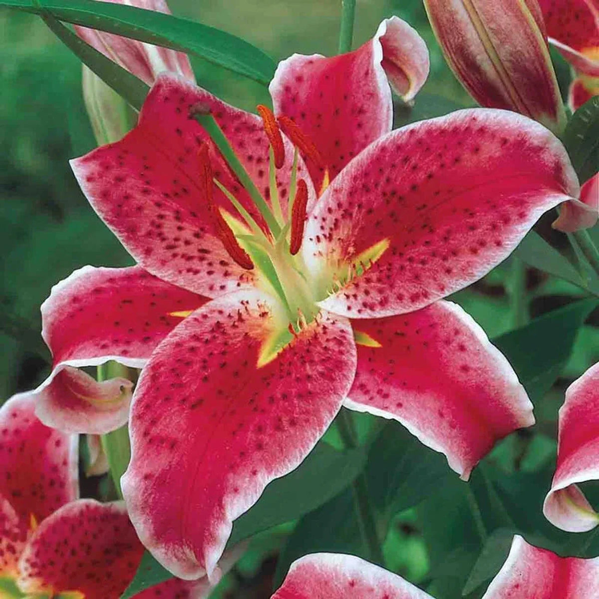Ben's Oriental Lily Collection