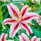 Ben's Oriental Lily Collection