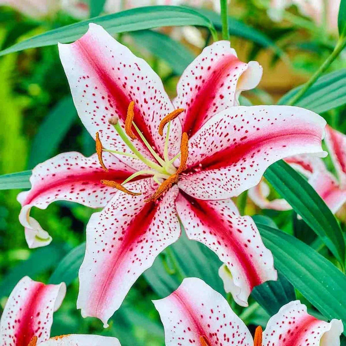 Ben's Oriental Lily Collection