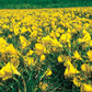 Golden Bells Carpet Daffodil