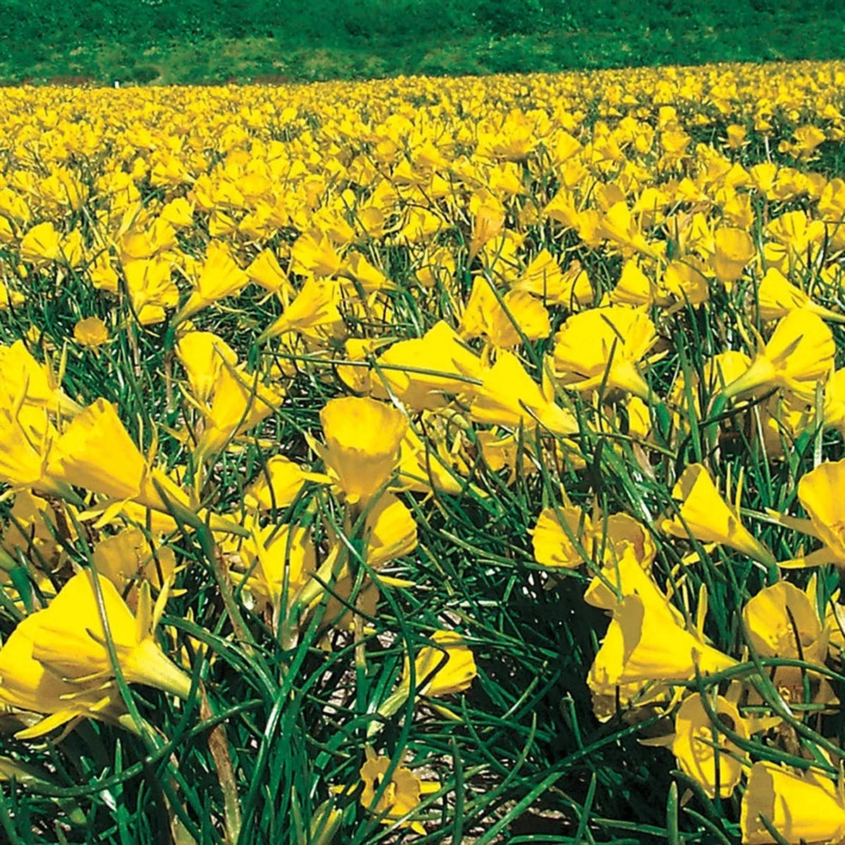 Golden Bells Carpet Daffodil