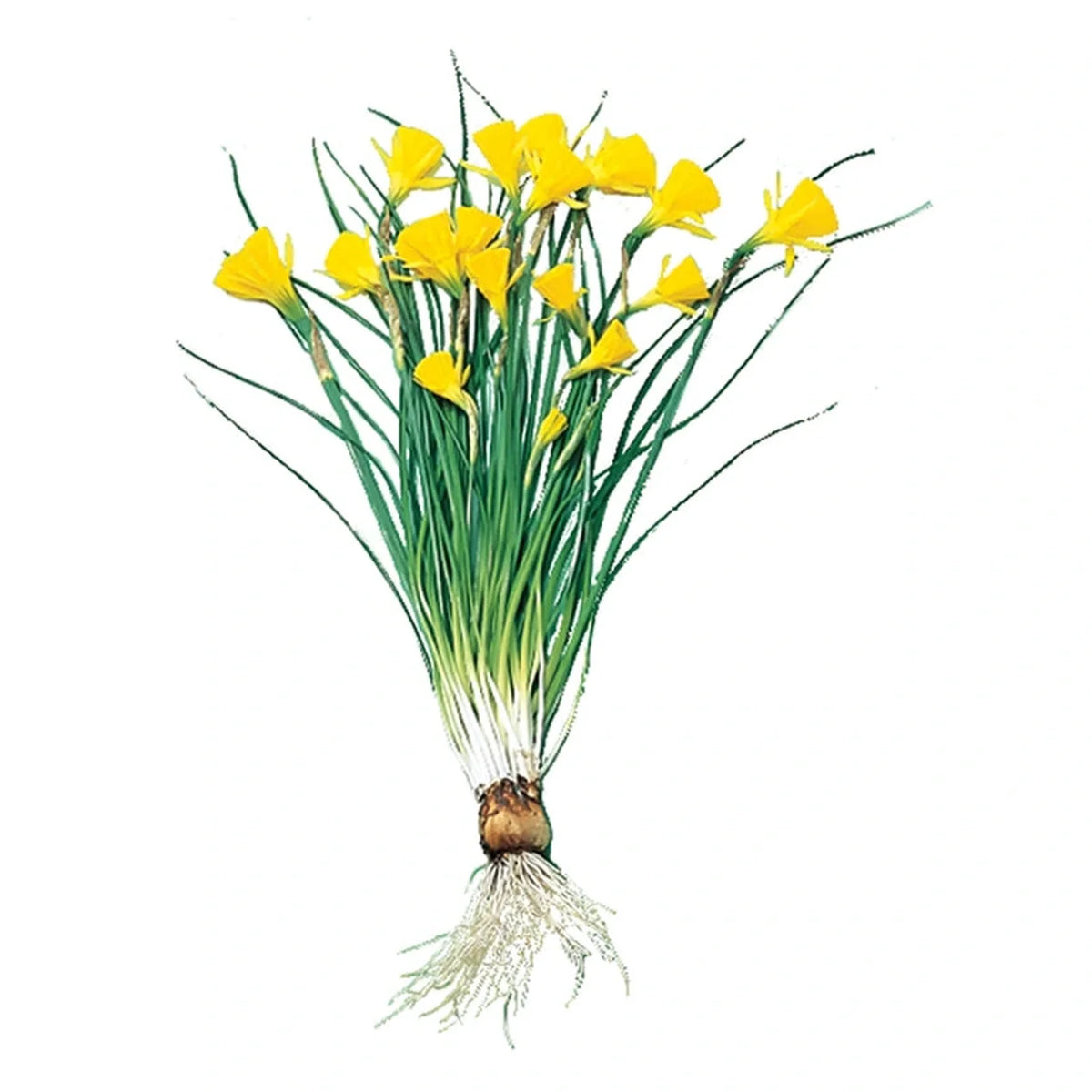 Golden Bells Carpet Daffodil