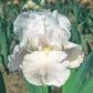 Immortality Reblooming Bearded Iris