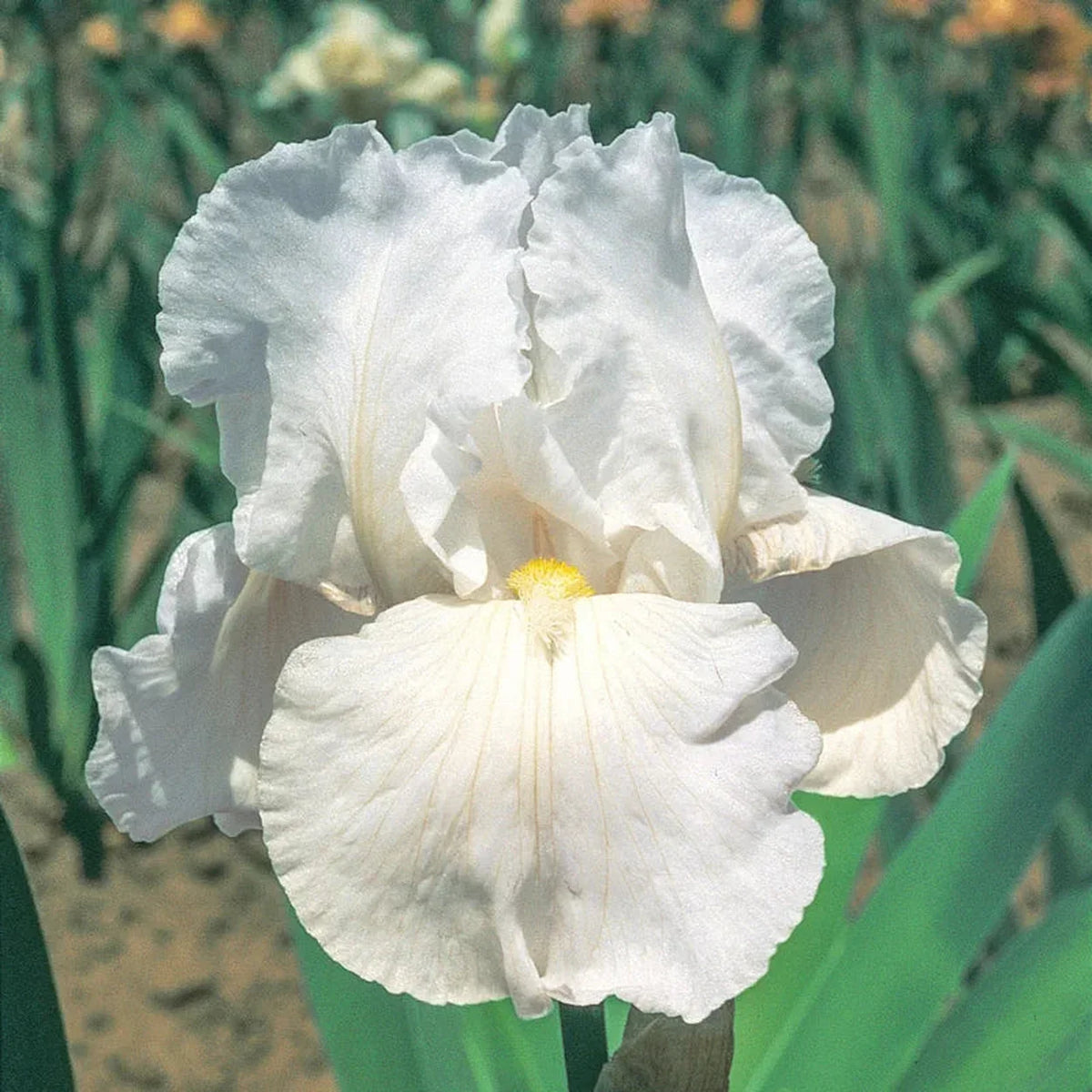Immortality Reblooming Bearded Iris