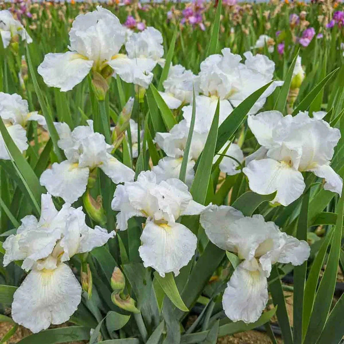 Immortality Reblooming Bearded Iris